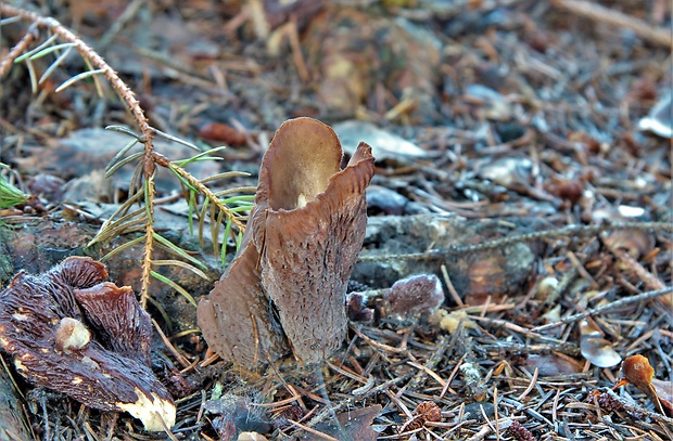 lievikovec kyjakovitý Gomphus clavatus (Pers.) Gray