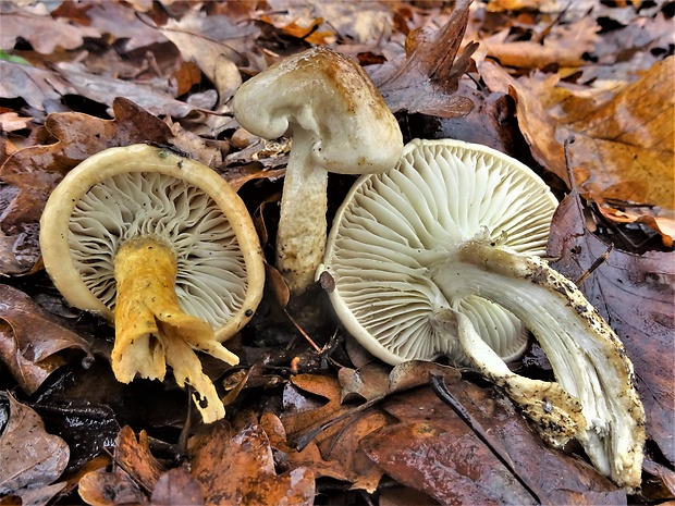 šťavnačka Persoonova Hygrophorus persoonii Arnolds