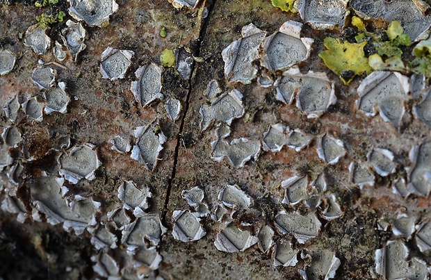 Propolis angulosa P. Karst.