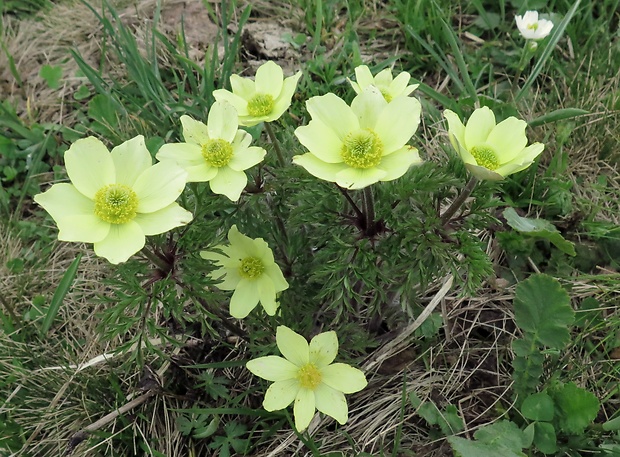 poniklec alpínsky Pulsatilla alpina subsp. apiifolia (Scop.) Nyman