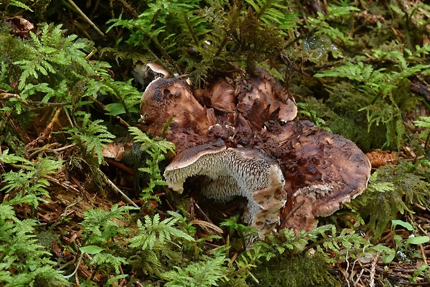 jelenkovec Sarcodon cf. lundellii