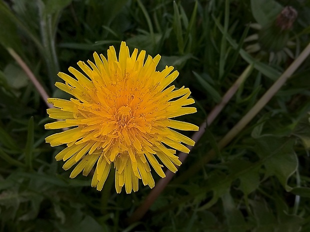 púpava lekárska Taraxacum officinale (L.) Weber ex F.H.Wigg