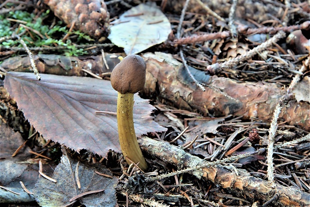 žezlovka hlavičkatá Tolypocladium capitatum (Holmsk.) Quandt, Kepler & Spatafora