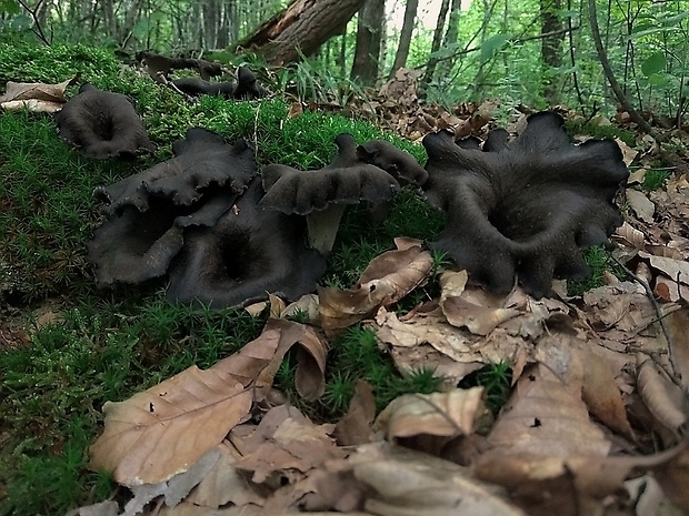 lievik trúbkovitý Craterellus cornucopioides (L.) Pers.