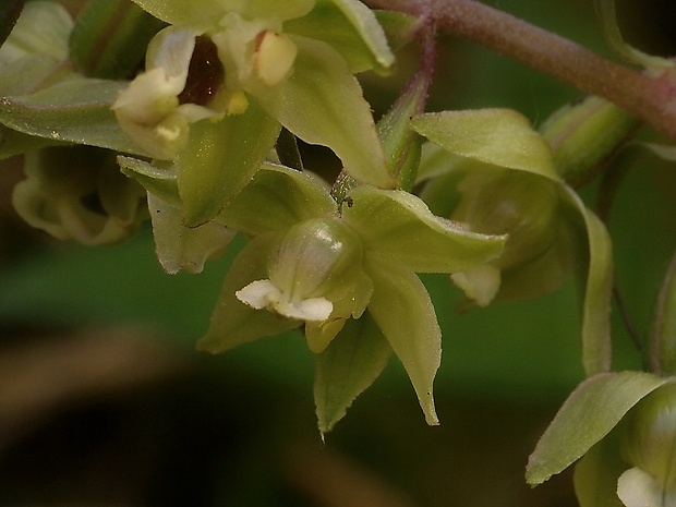 kruštík Epipactis sp.