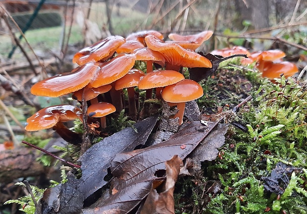 plamienka Flammulina sp.