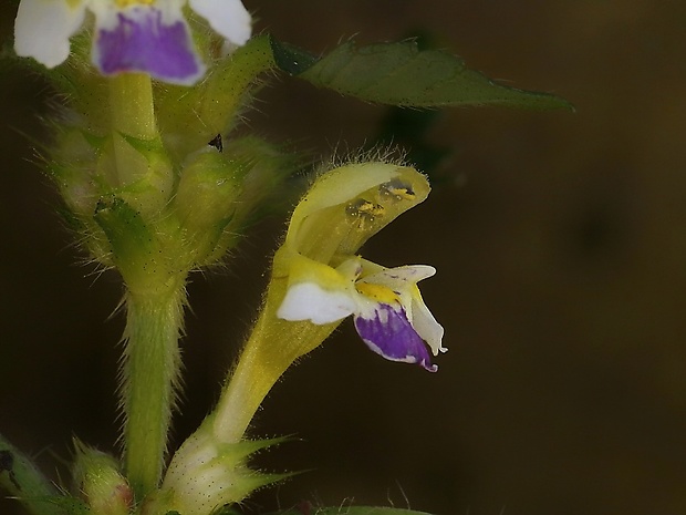 konopnica úhľadná Galeopsis speciosa Mill.