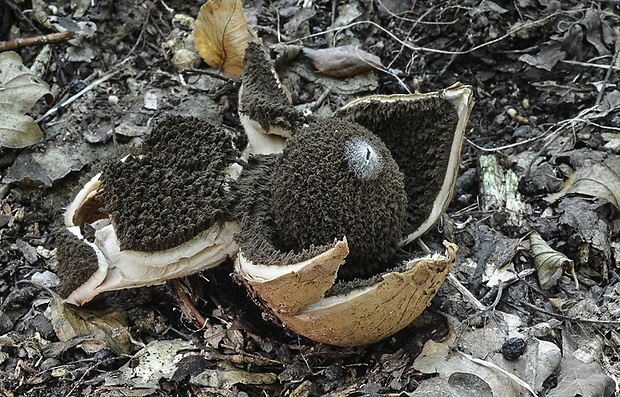 hviezdovka vlasatá Geastrum melanocephalum (Czern.) V.J. Staněk