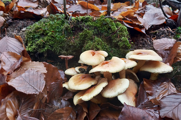 strapcovka zväzkovitá Hypholoma fasciculare (Huds.) P. Kumm.