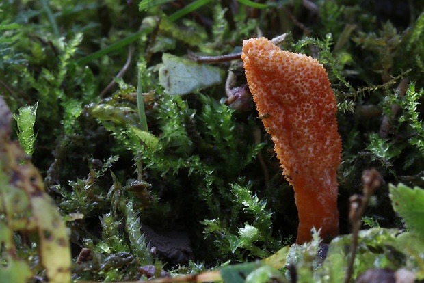 žezlovka hmyzová Cordyceps militaris (Fr.) Link