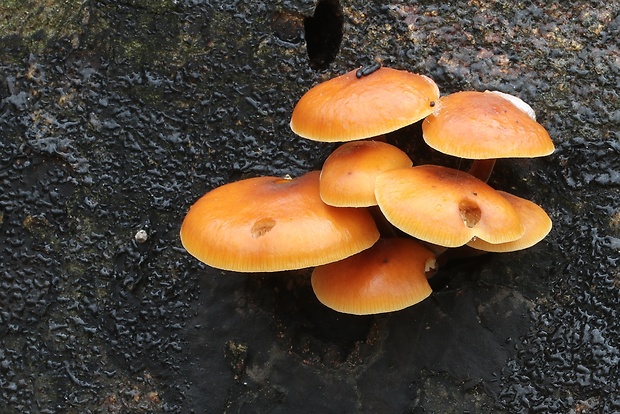 plamienka Flammulina sp.