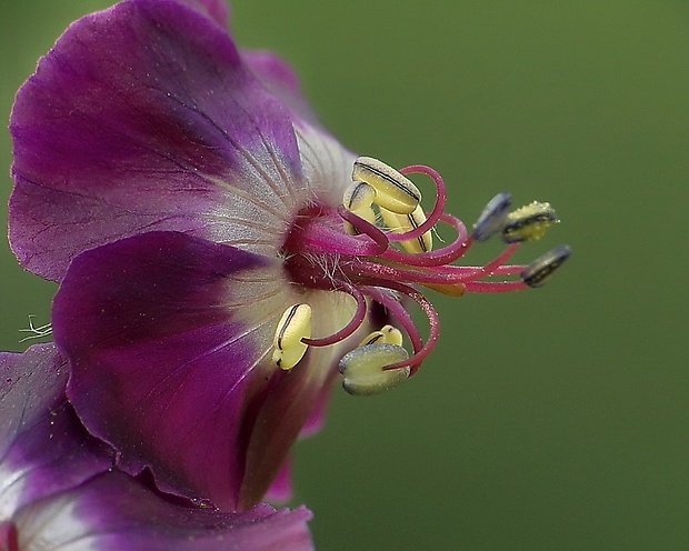 pakost hnedočervený Geranium phaeum L.