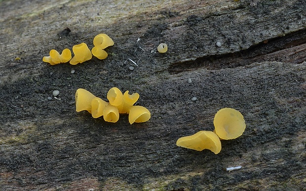 trasľavka pohárikovitá Guepiniopsis buccina (Pers.) L.L. Kenn.