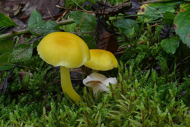 lúčnica vosková Hygrocybe ceracea (Wulfen) P. Kumm.