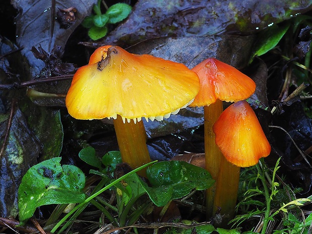 lúčnica kužeľovitá Hygrocybe conica (Schaeff.) P. Kumm.