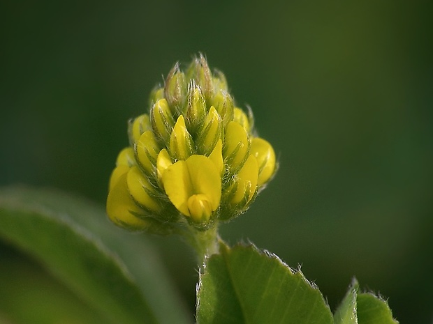 lucerna ďatelinová Medicago lupulina L.