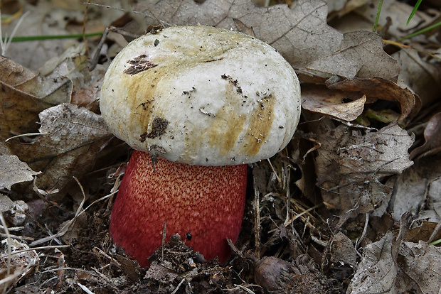 hríb purpurový Rubroboletus rhodoxanthus Kuan Zhao &amp; Zhu L. Yang