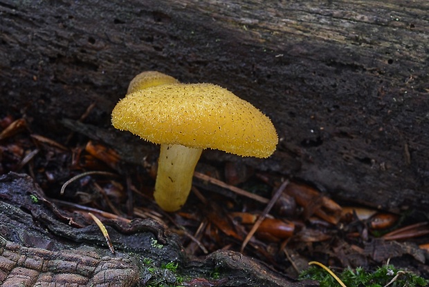 čírovec ozdobný Tricholomopsis decora (Fr.) Singer