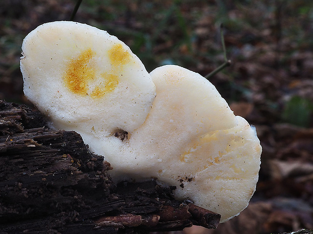 tvarohovec belostný Tyromyces chioneus (Fr.) P. Karst.