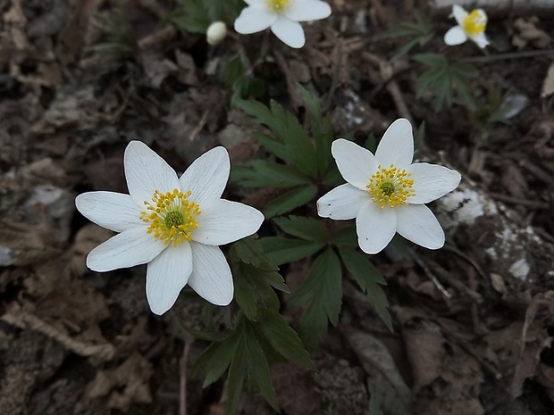 veternica hájna Anemone nemorosa L.