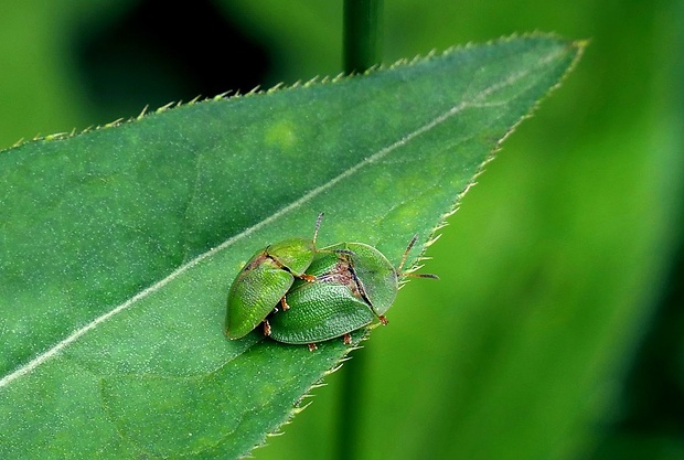 štítnatec (sk) / štítonoš (cz) Cassida rubiginosa (O. F. Müller, 1776)