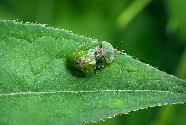 štítnatec (sk) / štítonoš (cz) Cassida rubiginosa (O. F. Müller, 1776)