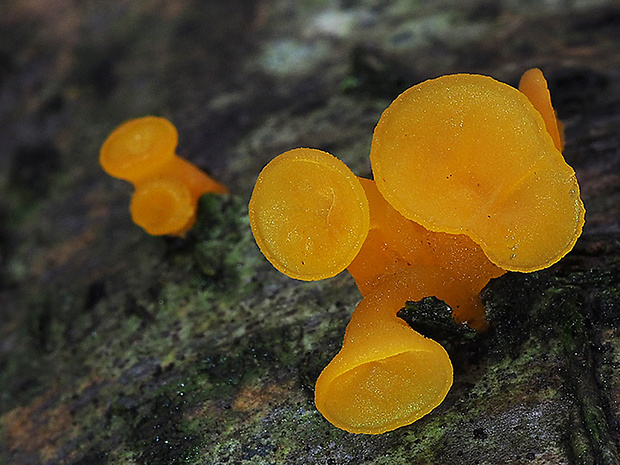 trasľavka pohárikovitá Guepiniopsis buccina (Pers.) L.L. Kenn.