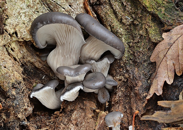 hliva ustricovitá Pleurotus ostreatus (Jacq.) P. Kumm.