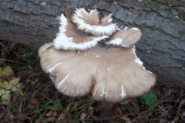 hliva Pleurotus sp.