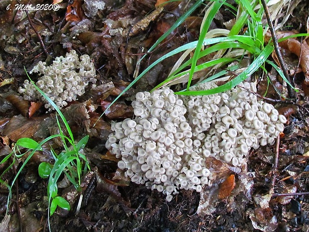 trúdnik klobúčkatý Polyporus umbellatus (Pers.) Fr.