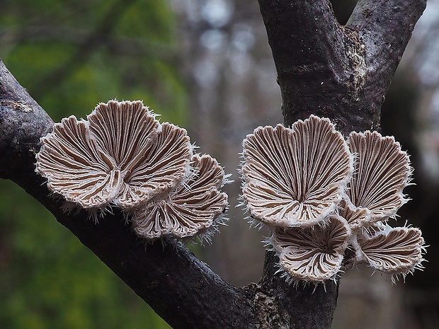 klanolupeňovka obyčajná Schizophyllum commune Fr.