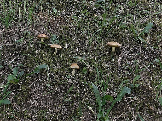 masliak zrnitý Suillus granulatus (L.) Roussel