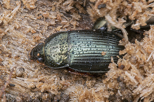 utekáčik  Amara similata