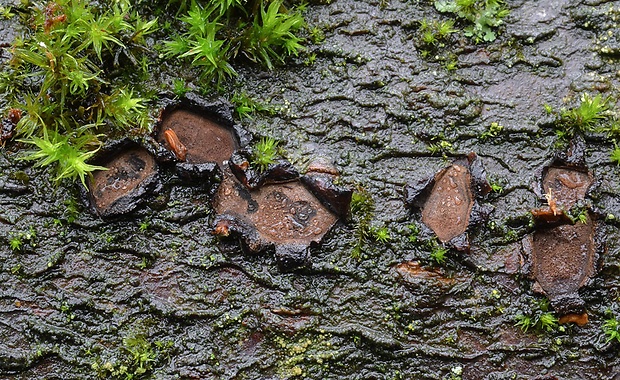 peniazovček Biscogniauxia granmoi Lar.N. Vassiljeva