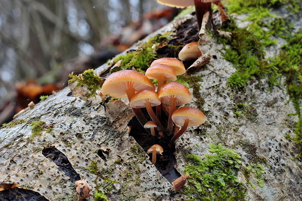 plamienka Flammulina sp.