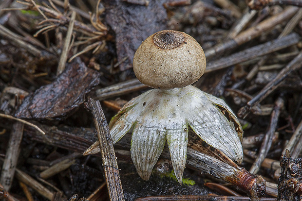 hviezdovka Geastrum sp.