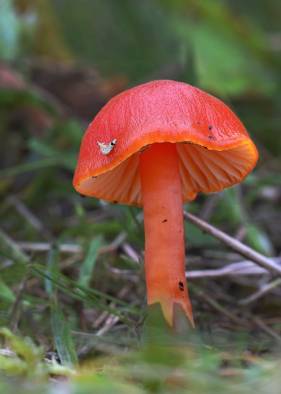 lúčnica šarlátová Hygrocybe coccinea (Schaeff.) P. Kumm.