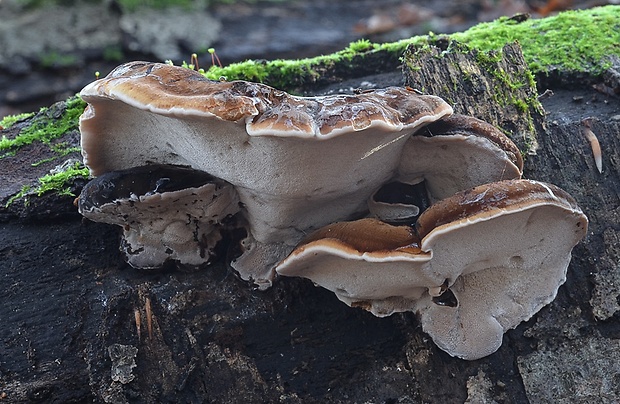 smolokôrovka buková Ischnoderma resinosum (Schrad.) P. Karst.