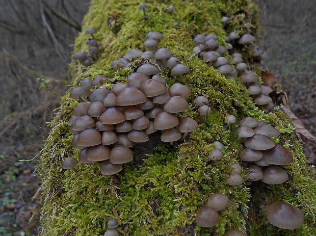 prilbička hnedosivá Mycena tintinnabulum (Paulet) Quél.