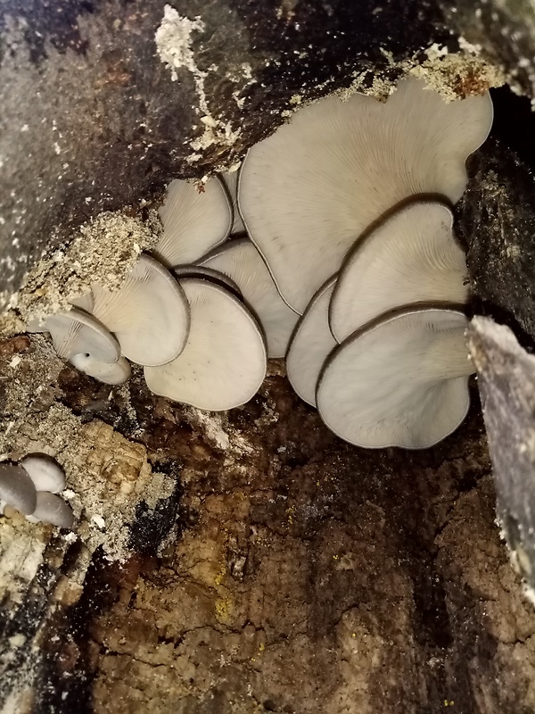 hliva ustricovitá Pleurotus ostreatus (Jacq.) P. Kumm.