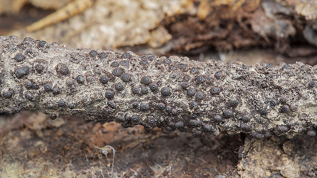 rozelínia Rosellinia sp.