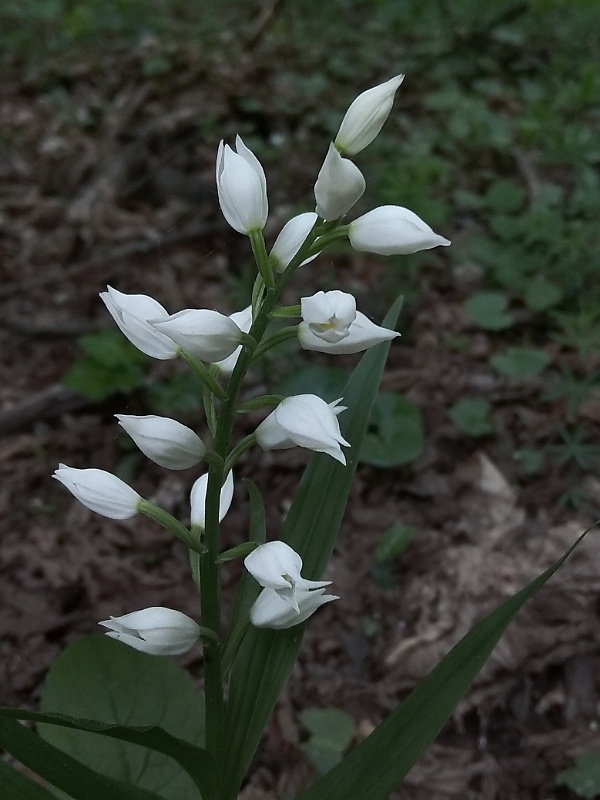 prilbovka dlholistá Cephalanthera longifolia (L.) Fritsch