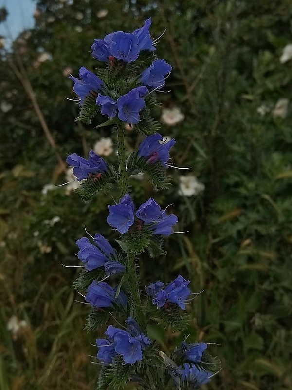 hadinec obyčajný Echium vulgare L.