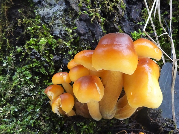 plamienka Flammulina sp.