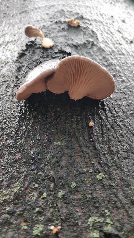 hliva ustricovitá Pleurotus ostreatus (Jacq.) P. Kumm.