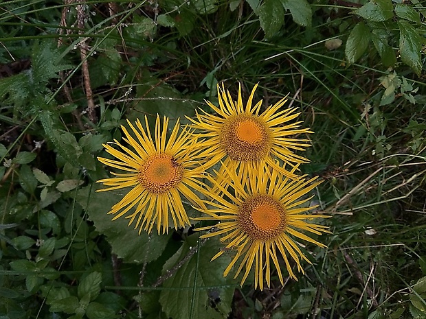 telekia ozdobná Telekia speciosa (Schreb.) Baumg.