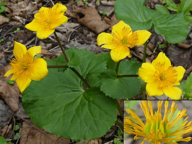 záružlie močiarne horské Caltha palustris subsp. laeta (Schott, Nyman et Kotschy) Hegi