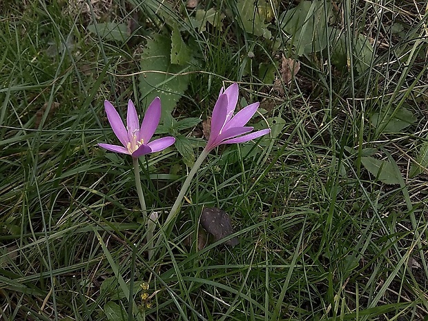 jesienka obyčajná Colchicum autumnale