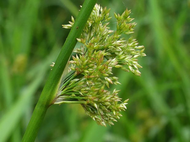 sitina rozložitá Juncus effusus L.