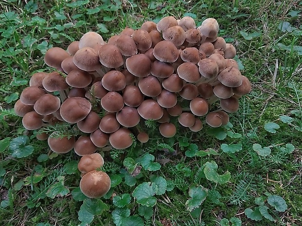 drobuľka trsovitá Psathyrella multipedata (Peck) A.H. Sm.